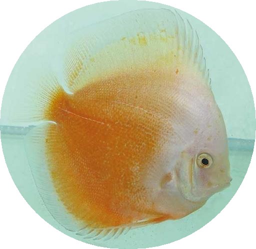 Yellow White Discus - 4 inch